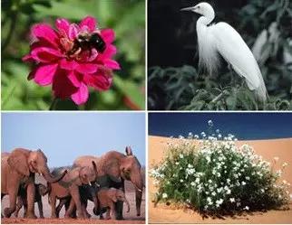 從一粒種子探秘亞洲最大生物資源庫!5&middot;22國際生物多樣性日