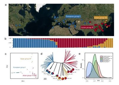 南京農(nóng)業(yè)大學(xué)梨課題組揭示梨的起源、分化與馴化歷程